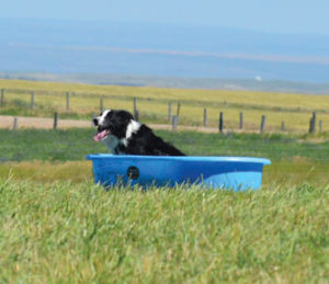 Nick the Sheepdog enjoys a well deserved cold soak after successfully completing his round at the Cypress Hills Sheepdog Trial on July 24.