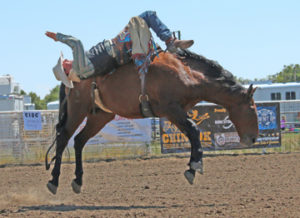 Photo by Jamie Rieger-Calder Peterson scored 66 points and earned a few dollars with this ride in the bareback event. 